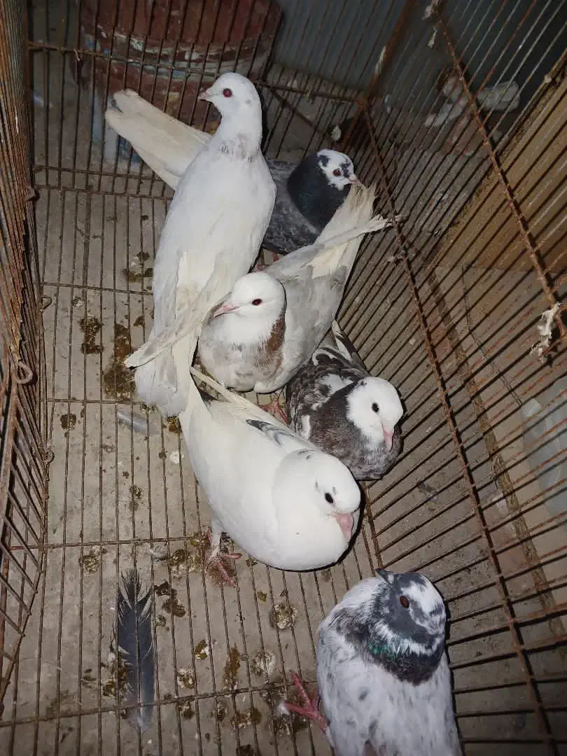 ۱۸ عدد کبوتر تزئینی زیبا و کیفیت عالی|پرنده|نقده, |دیوار