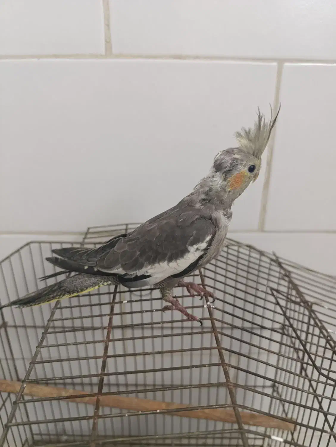 طوطی عروس|پرنده|قزوین, |دیوار