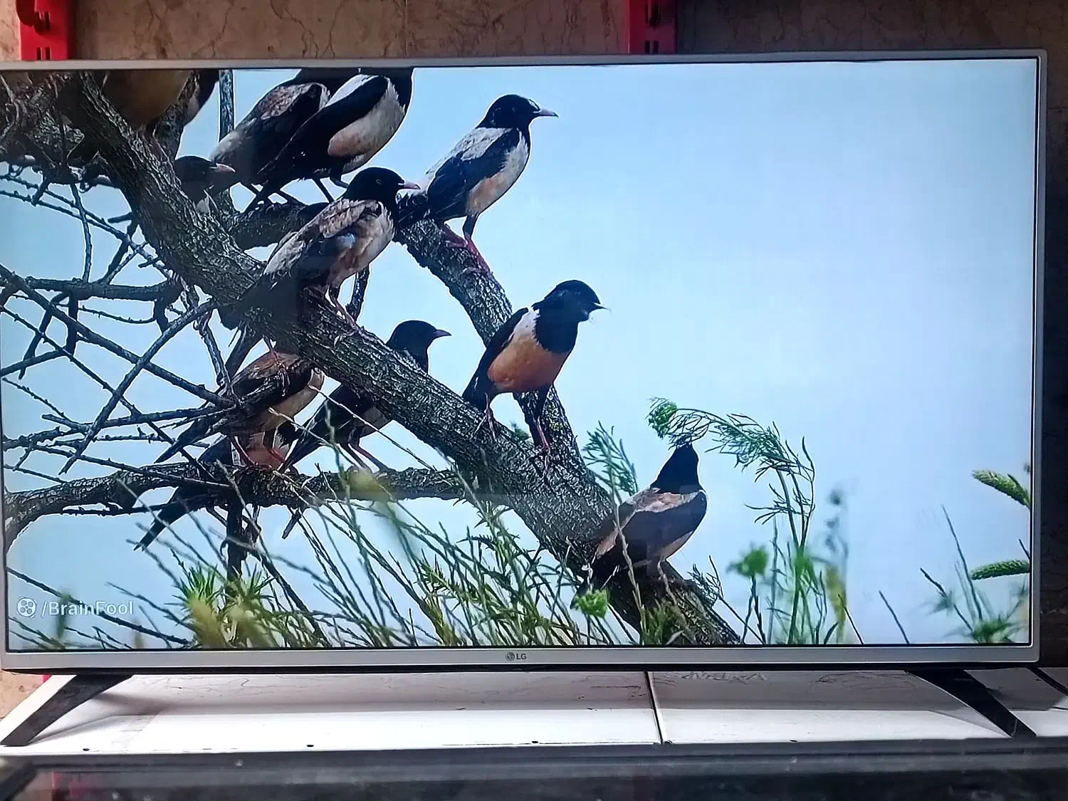 ال ای دی ۴۹،۵۰ اینچ الجی اصل کره ای درحدled lg|تلویزیون و پروژکتور|پاکدشت, حصار امیر|دیوار