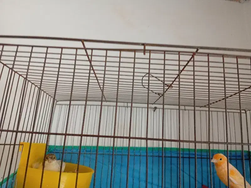 قناری جفت|پرنده|اراک, |دیوار