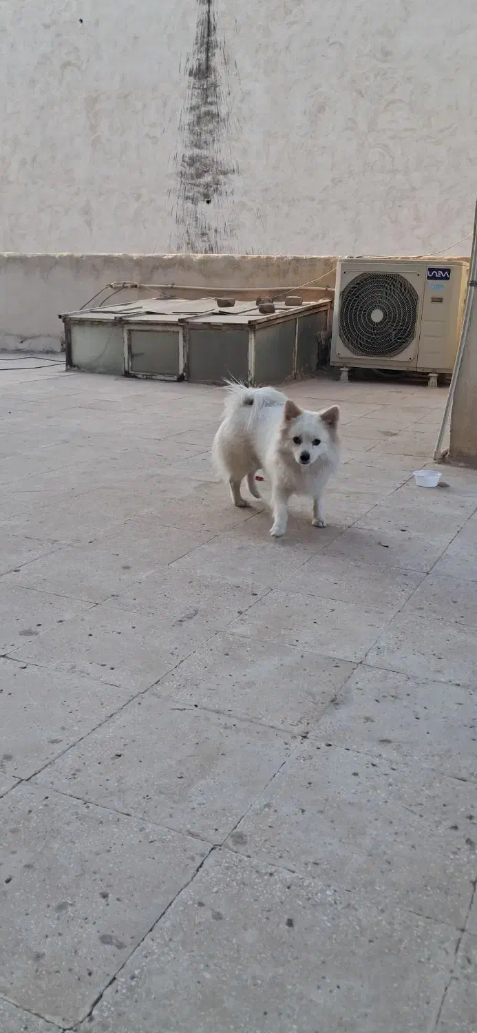 سگ پامرین روباهی بازی گوش.|سگ|قرچک, مهدیه|دیوار