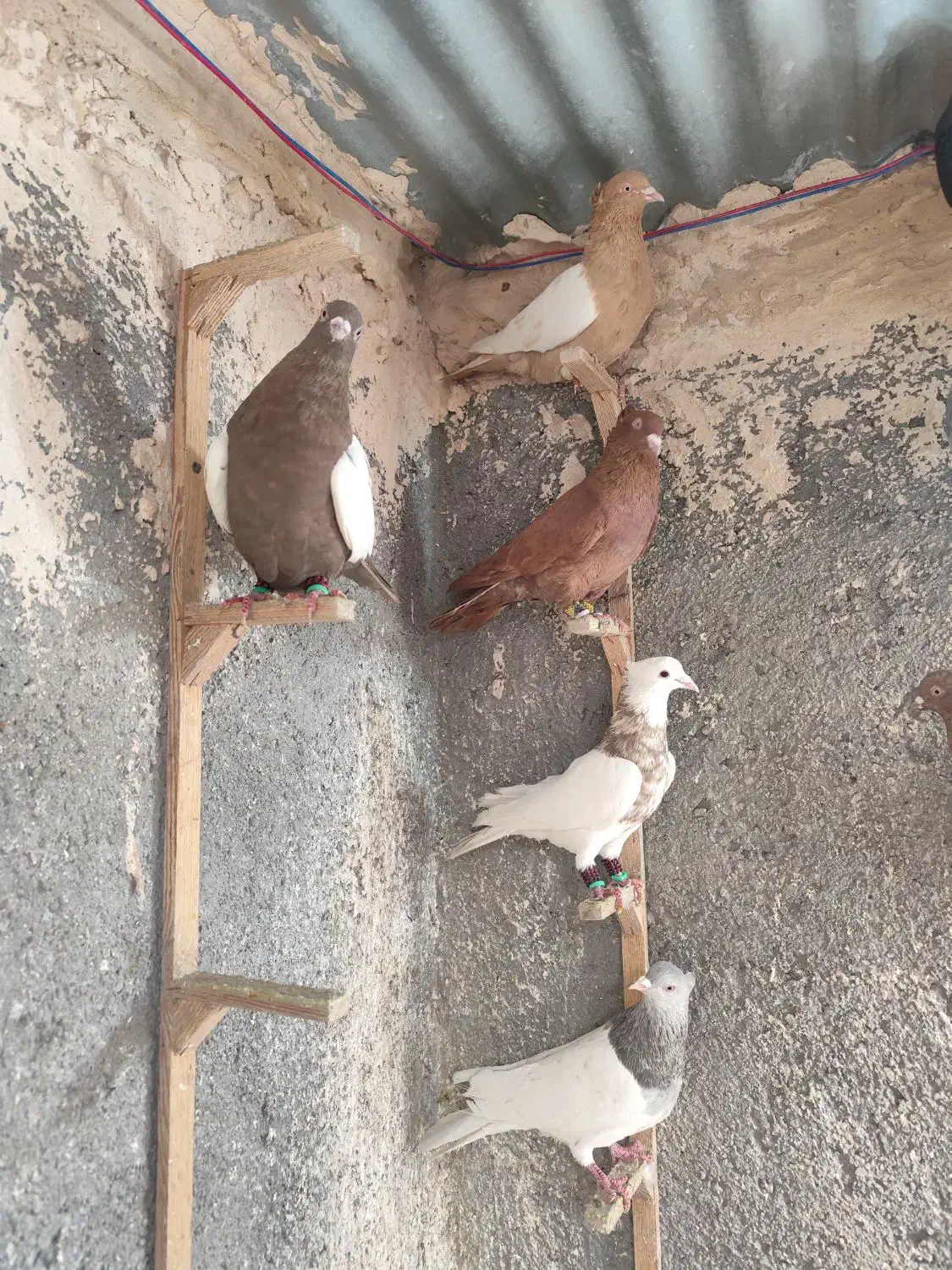 کفتر رنگه|پرنده|مشهد, کارمندان دوم|دیوار