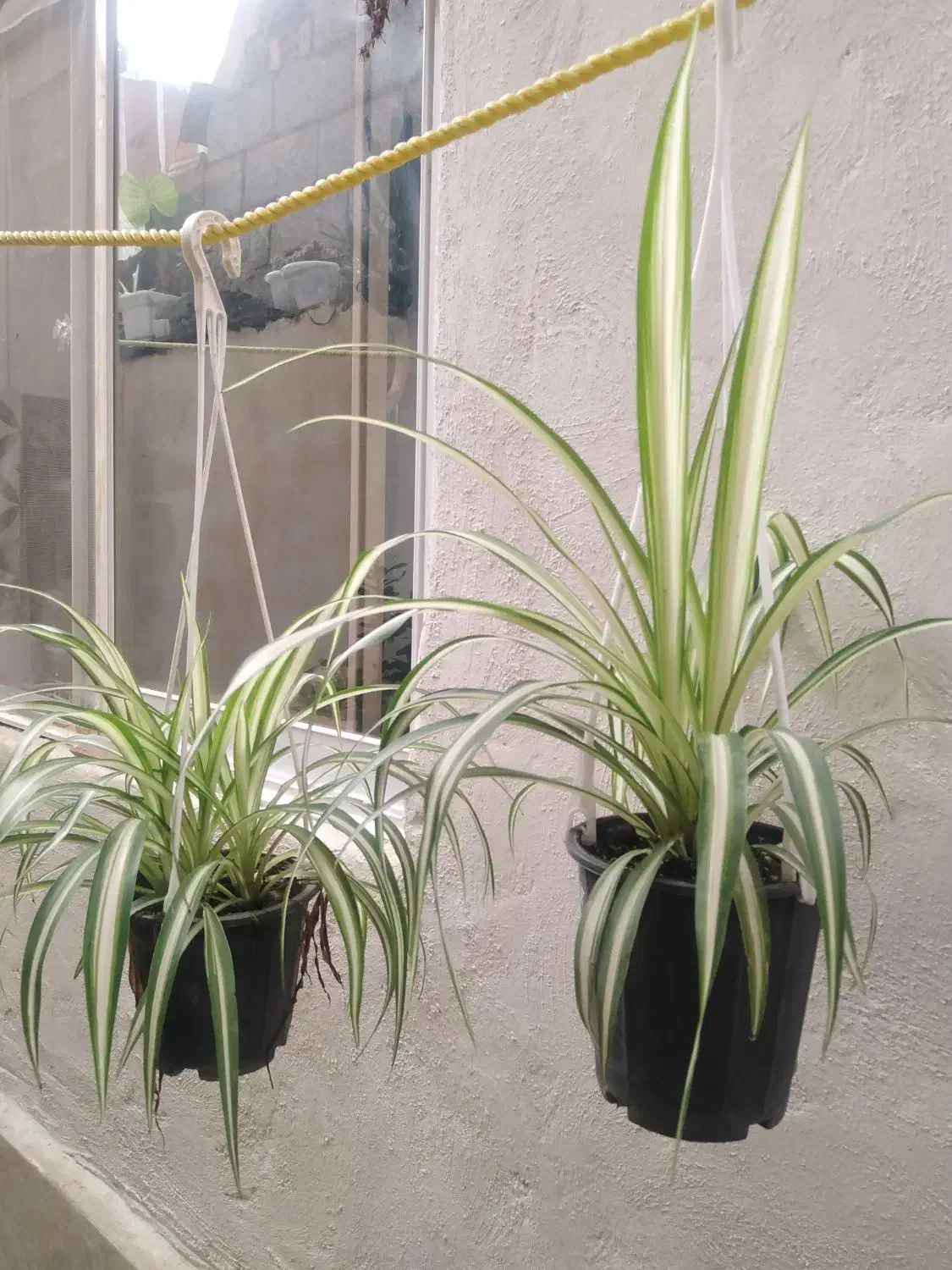 گل گندمی|گل و گیاه طبیعی|رشت, دروازه لاکان|دیوار