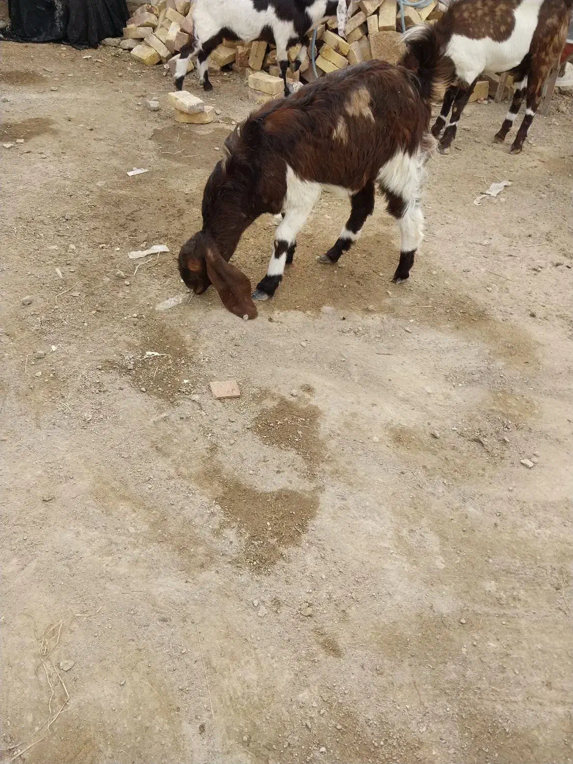 بزمری اصل دوقلوزاابست ضمانتی|حیوانات مزرعه|زابل, |دیوار