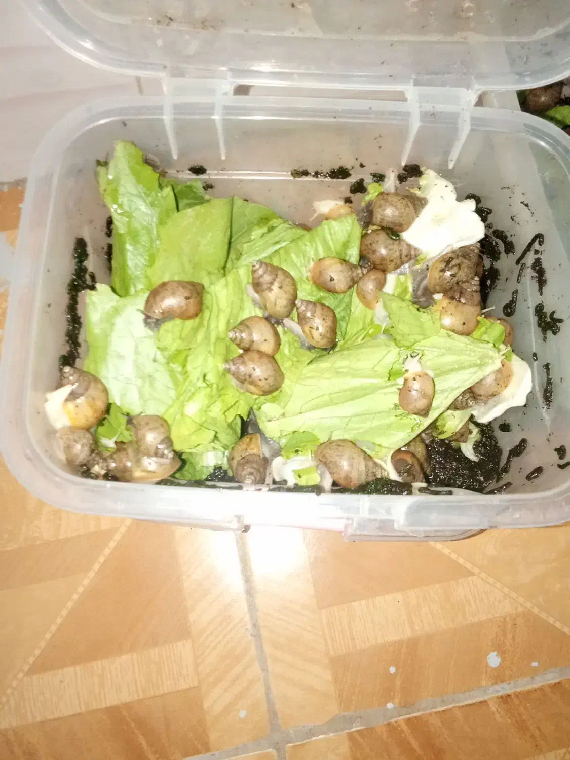 حلزون آلبینو اچاتینا|خزنده|کرمانشاه, |دیوار