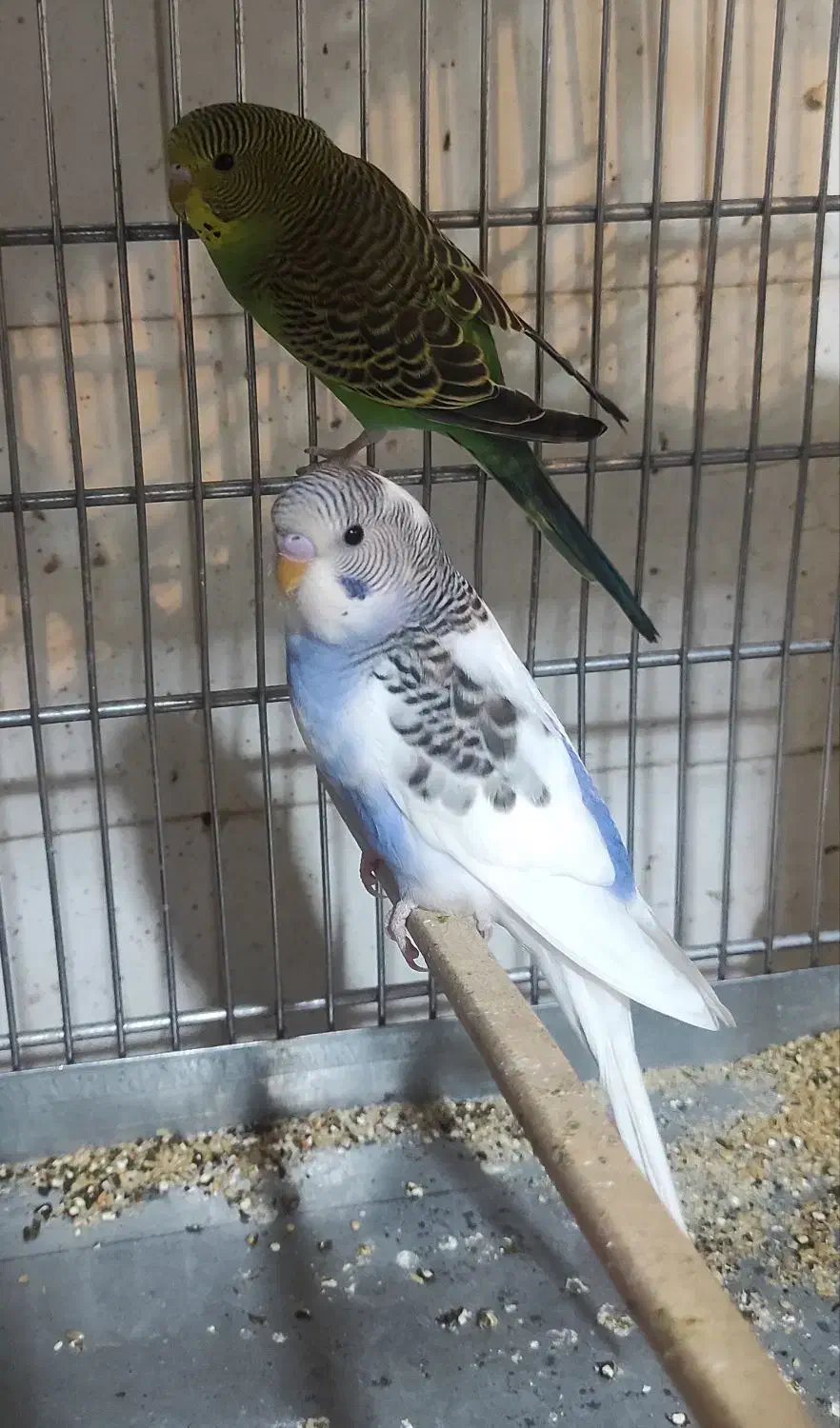 مرغ عشق و عروس هلندی|پرنده|مرودشت, ابوذر شمالی‎|دیوار