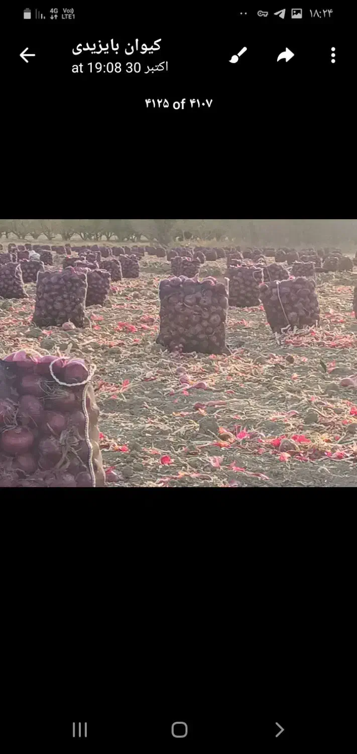 پیاز|خوردنی و آشامیدنی|بناب, |دیوار