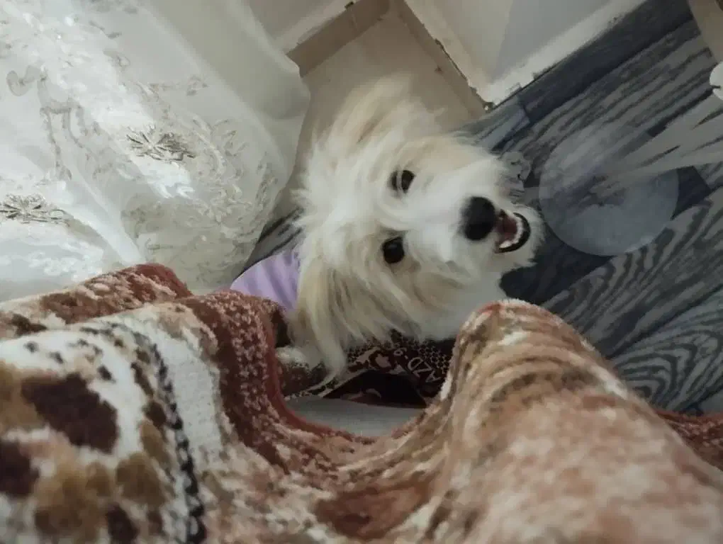 سگ خانگی شیتزو اصل|سگ|ارومیه, |دیوار