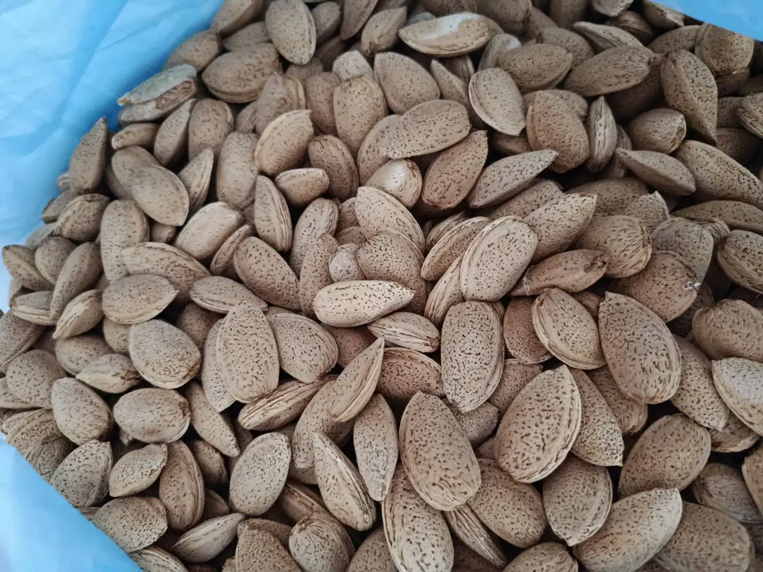 بادام نیمه کاغذی و سنگی|خوردنی و آشامیدنی|ماکو, |دیوار