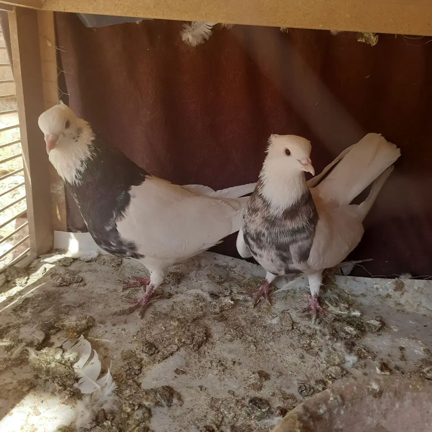 کبوتر طوقی|پرنده|مرودشت, کناره|دیوار