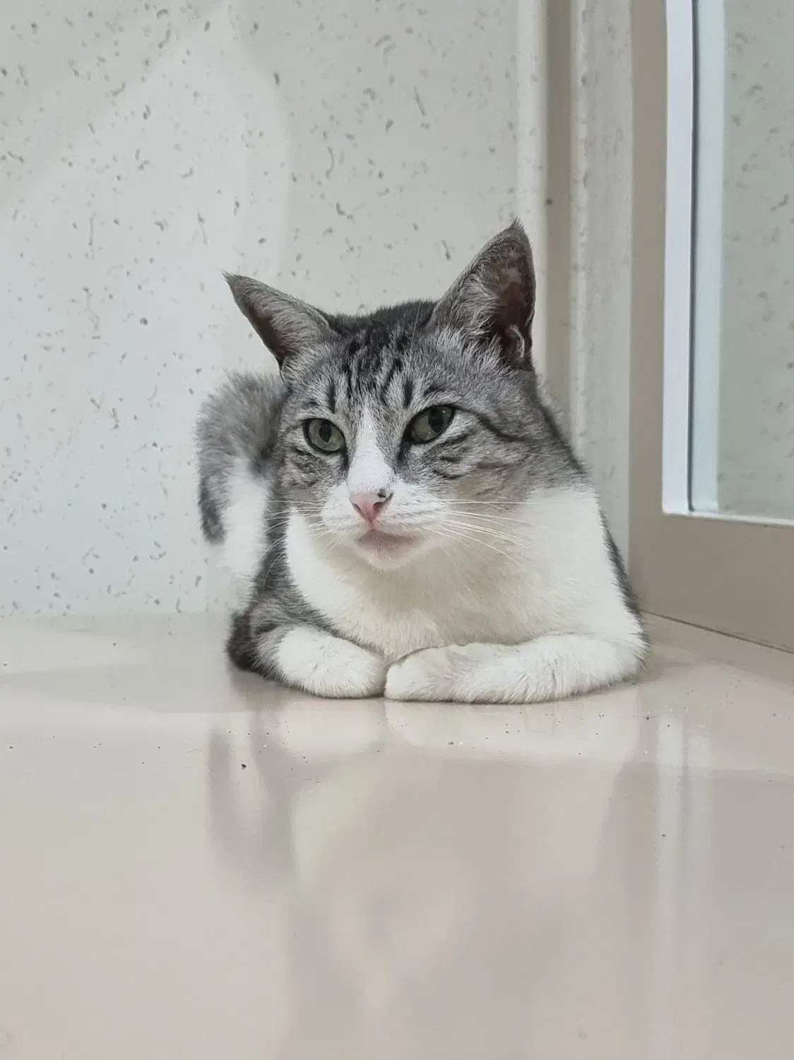 گربه گمشده|حیوانات|رشت, خمیران زاهدان|دیوار