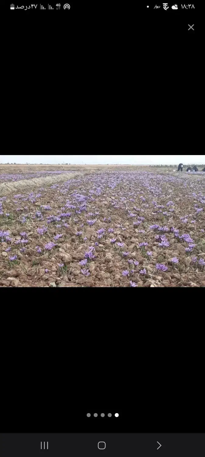 چیدن وپاک کردن زعفران|خدمات باغبانی و درختکاری|خرم‌آباد, |دیوار