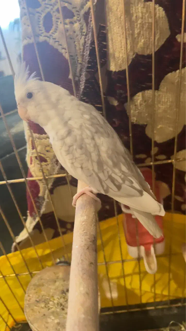 عروس هلندی|پرنده|تبریز, |دیوار