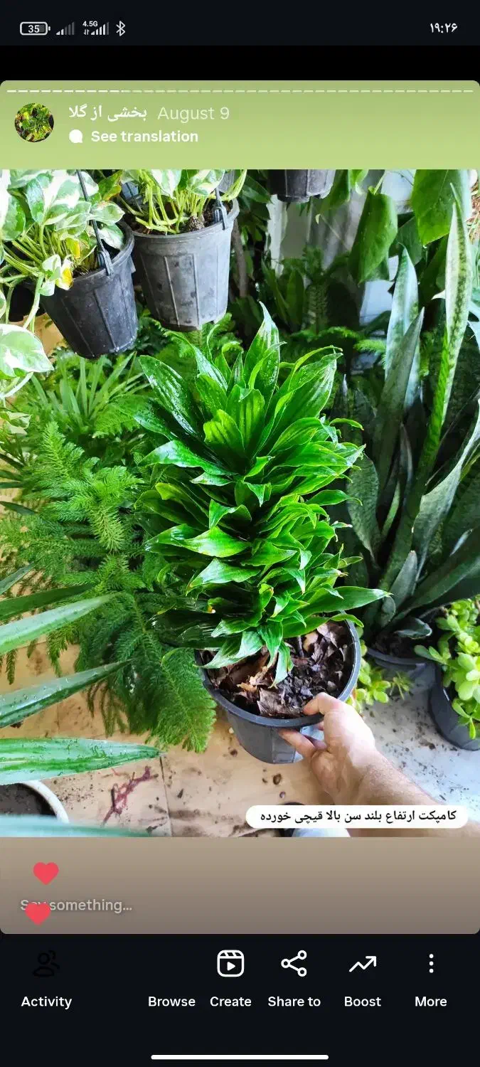 گل و گیاه مهران تخفیف ویژه روز مادر|گل و گیاه طبیعی|بیرجند, |دیوار