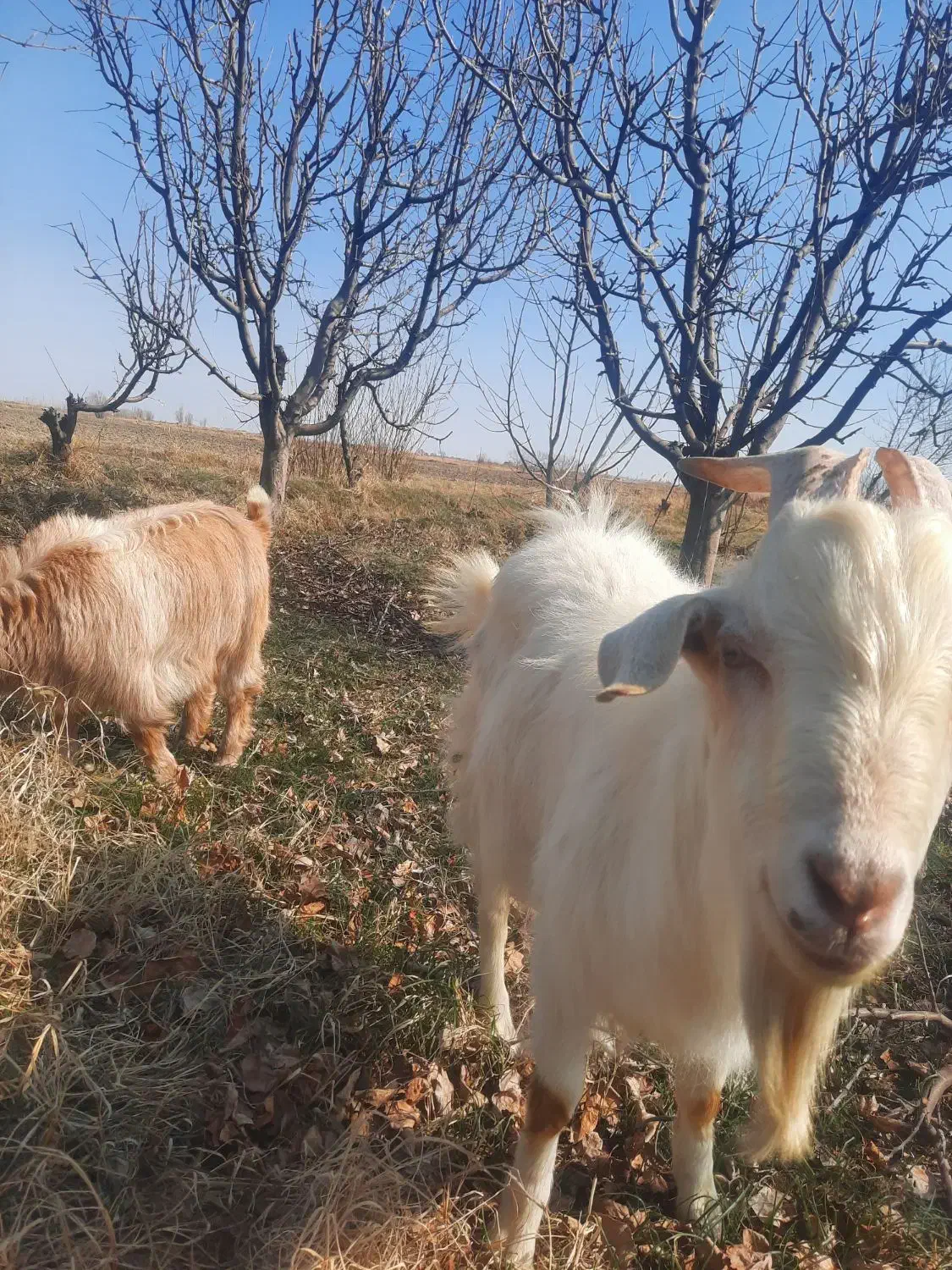 دوعدد بز|حیوانات مزرعه|نوشین شهر, |دیوار