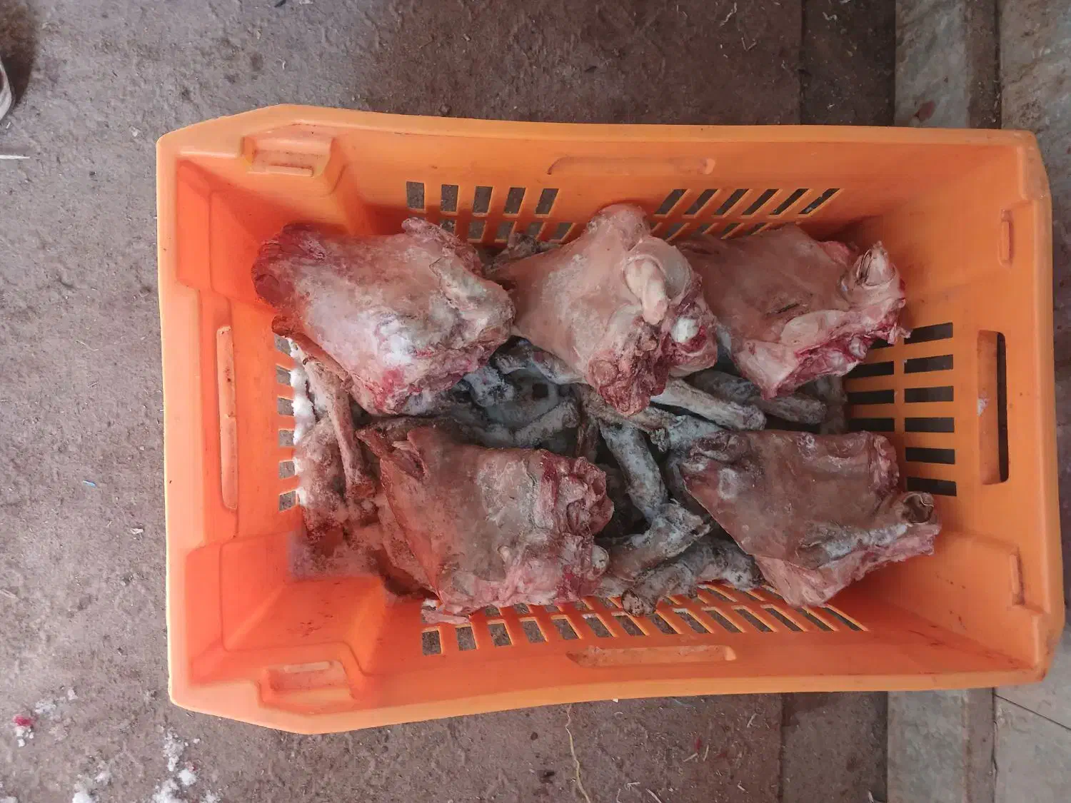 کله پاچه فروش عمده|عمدهفروشی|چمستان, |دیوار