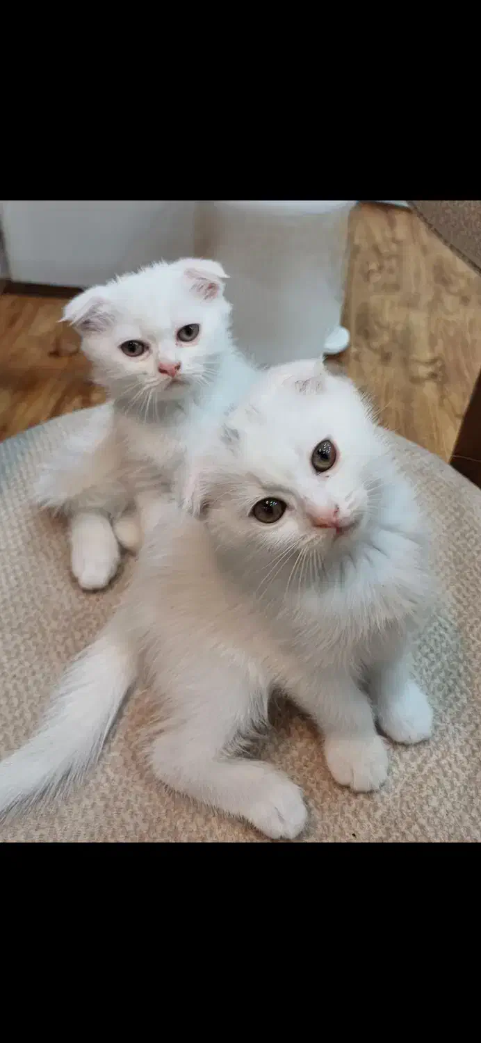 گربه|گربه|بندرعباس, |دیوار