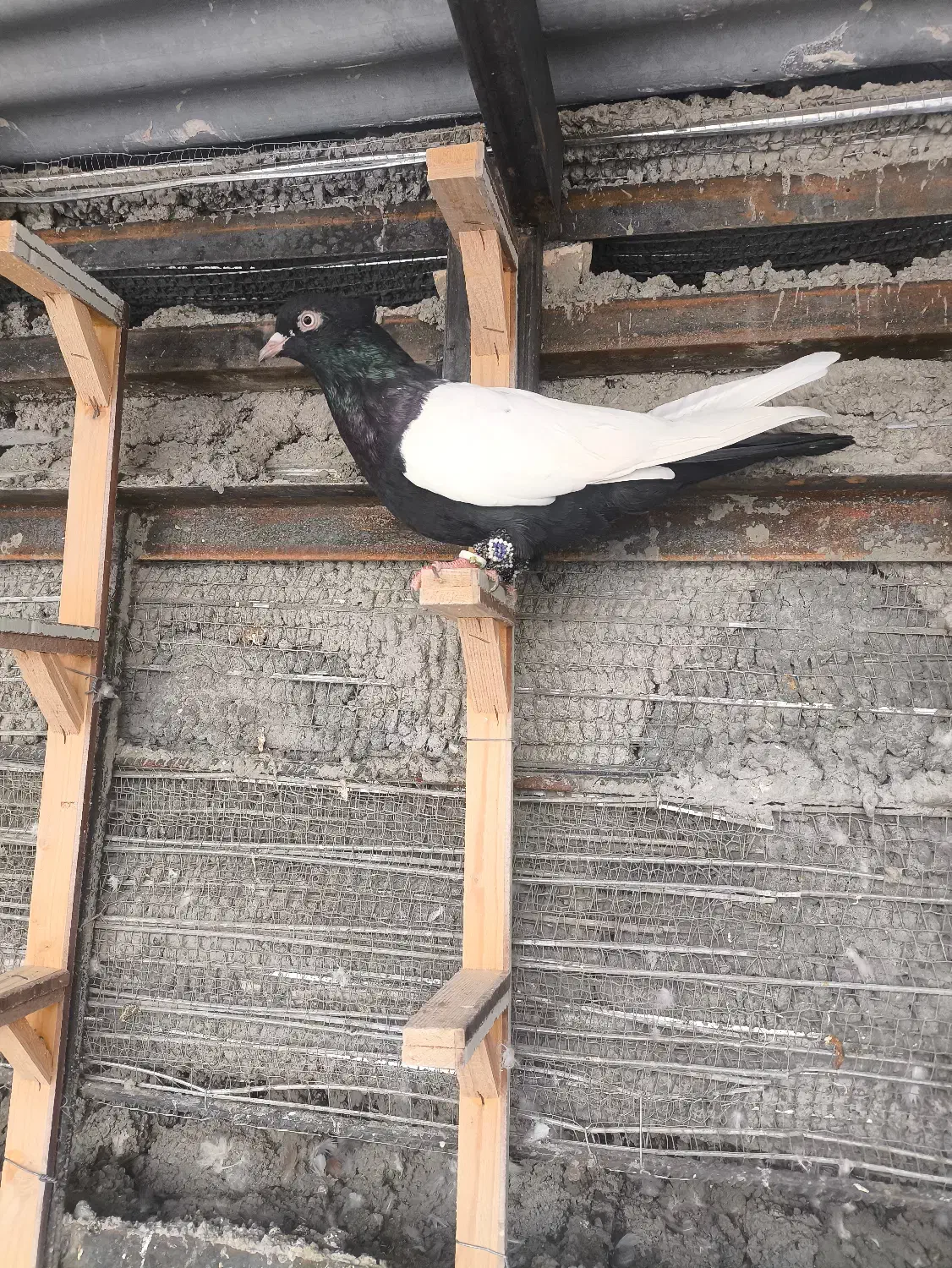 سینه سیاه جفت کت نر و ماده نسل دار|پرنده|ایثار, |دیوار