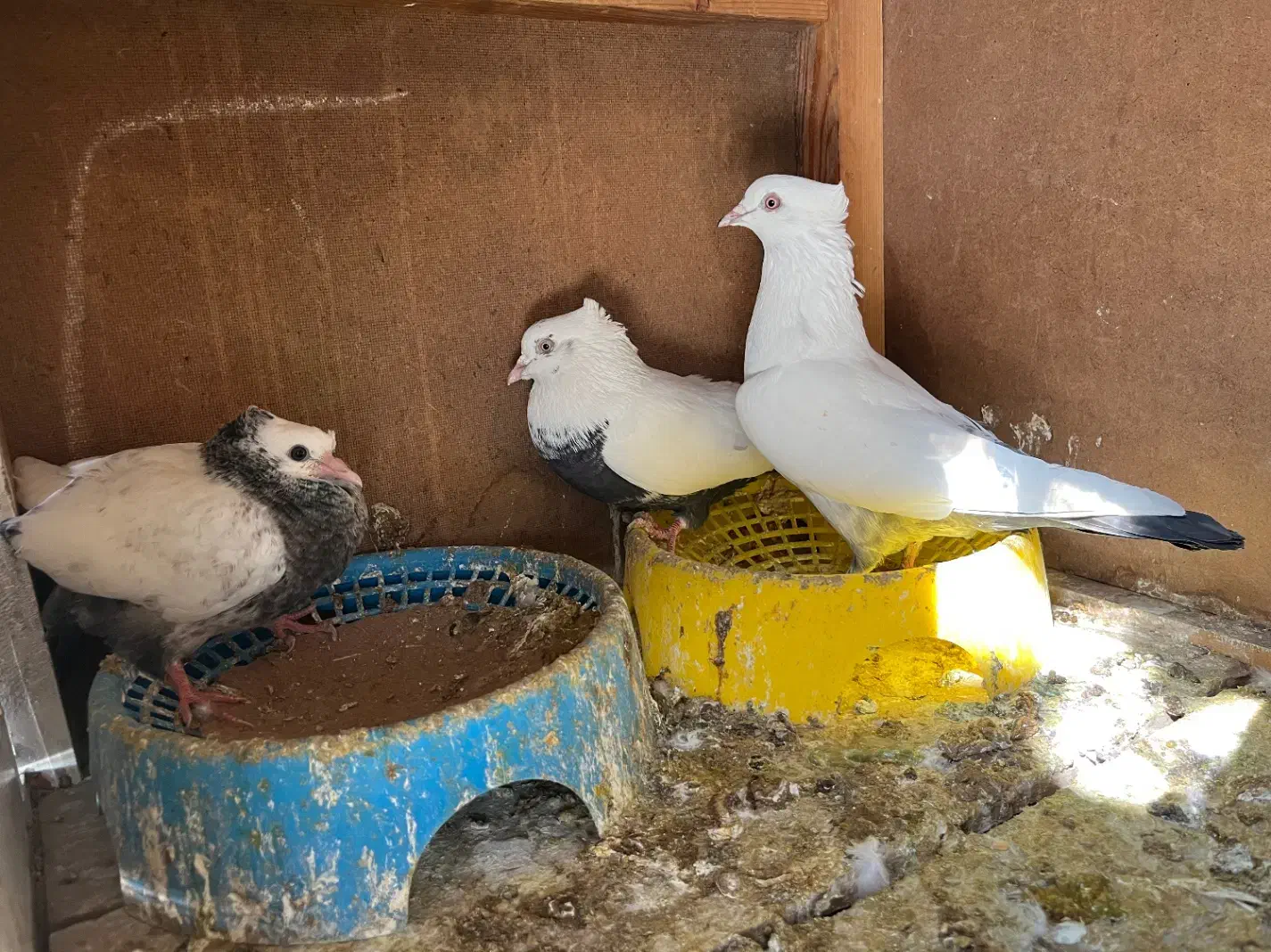 کبوتر|پرنده|شیراز, شهرک گلستان|دیوار