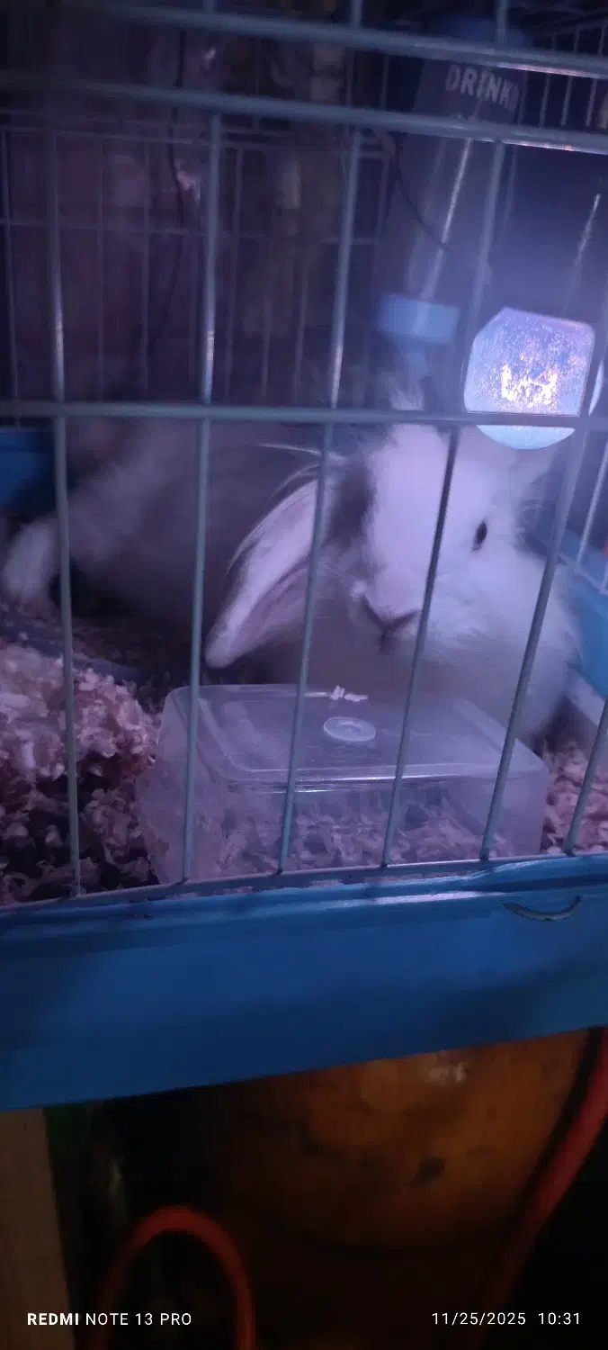 خرگوش لوپ و انگول|موش و خرگوش|تهران, سلسبیل شمالی|دیوار