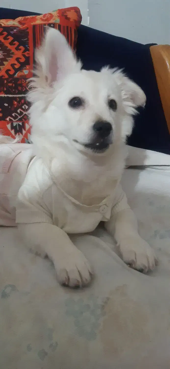 توله اشپیتز پامر|سگ|قرچک, مجتمع مسکونی طبیعت|دیوار