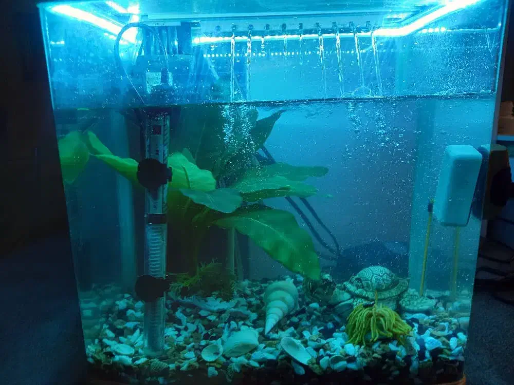 اکواریوم|ماهی|رشت, انصاری|دیوار