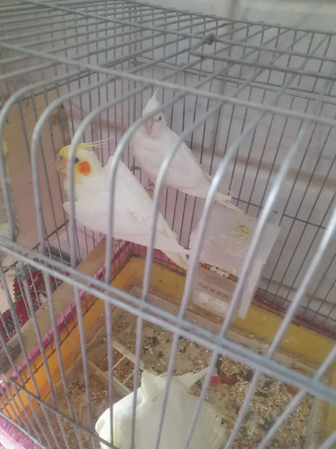 سلام فروش عروس هلندی نیمور|پرنده|محلات, |دیوار