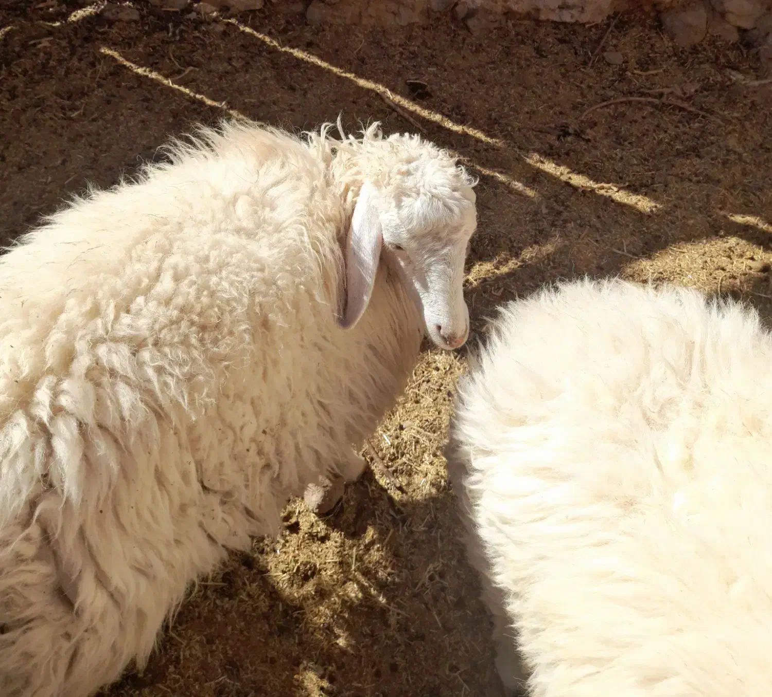 بره فروشی|حیوانات مزرعه|قائن, |دیوار