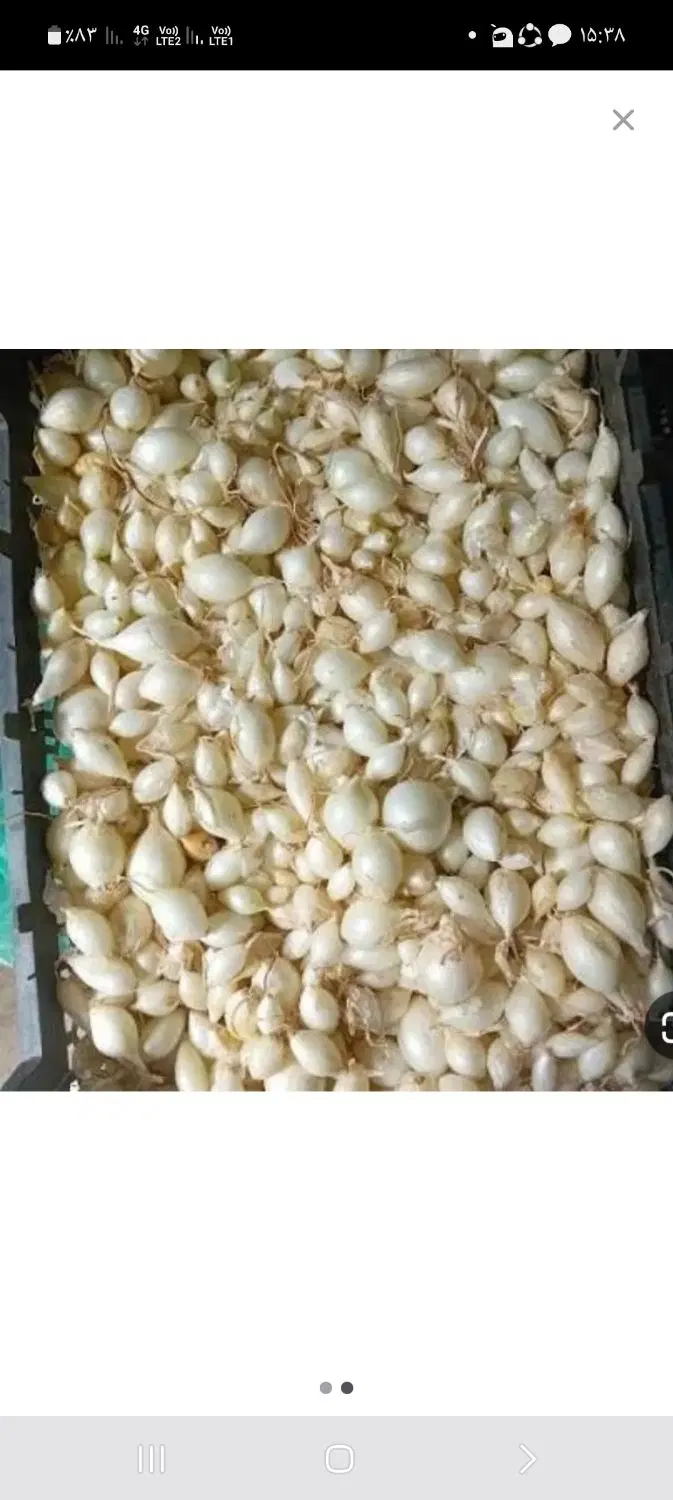 پیاز|خوردنی و آشامیدنی|بلوک, |دیوار