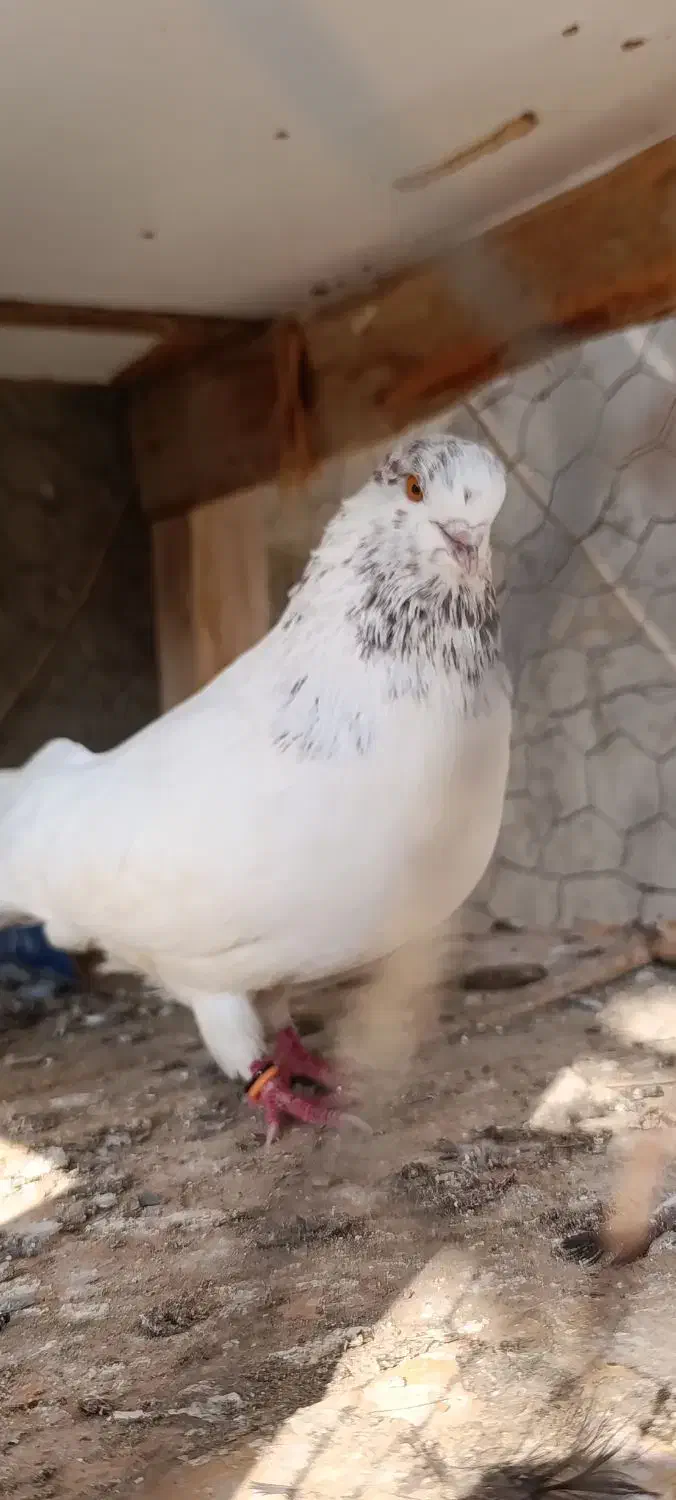 کفتر گره‌|پرنده|تخت, |دیوار