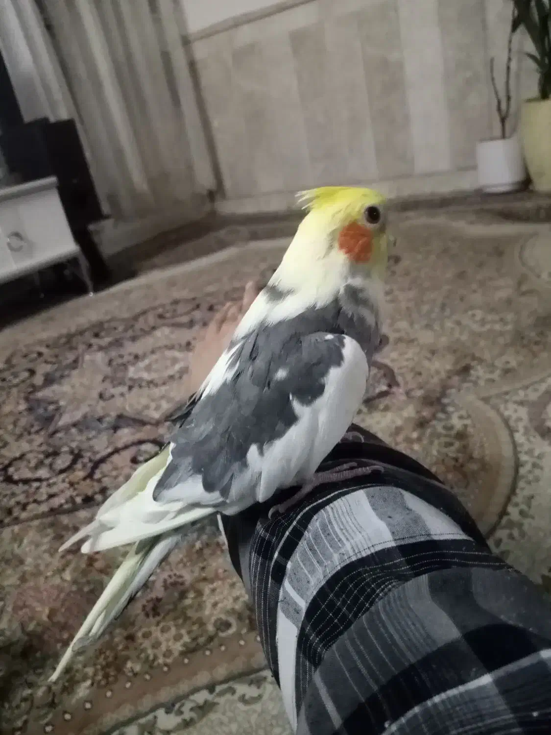 عروس هلندی سخن گو دستی|پرنده|نیشابور, شهرک قدس|دیوار