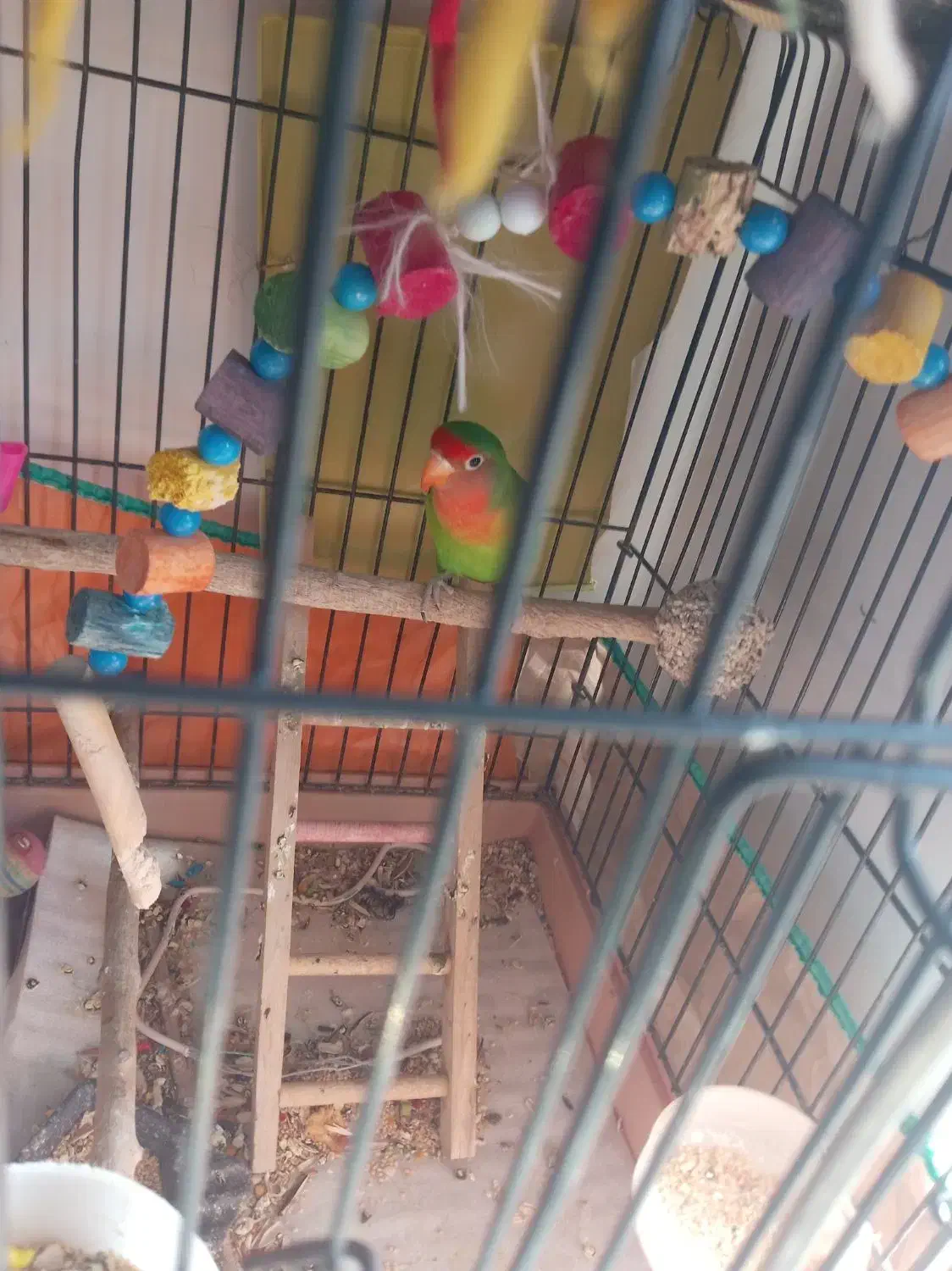 طوطی برزیلی نر|پرنده|کوهدشت, |دیوار