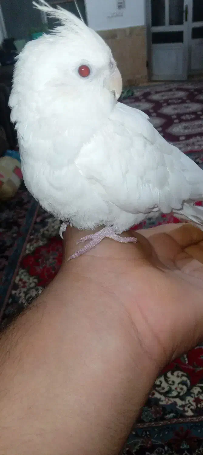 یک عدد عروس هلندی|پرنده|بندر گز, |دیوار