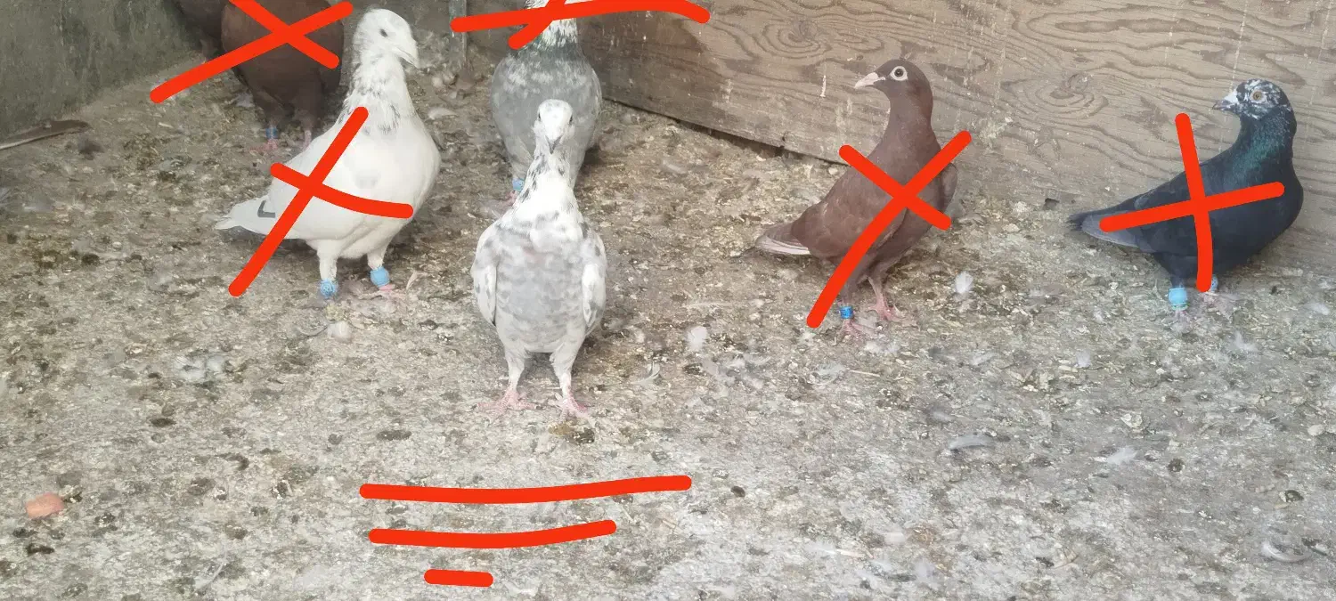 ۳ کفتر پلاکی|پرنده|خرم بید, |دیوار