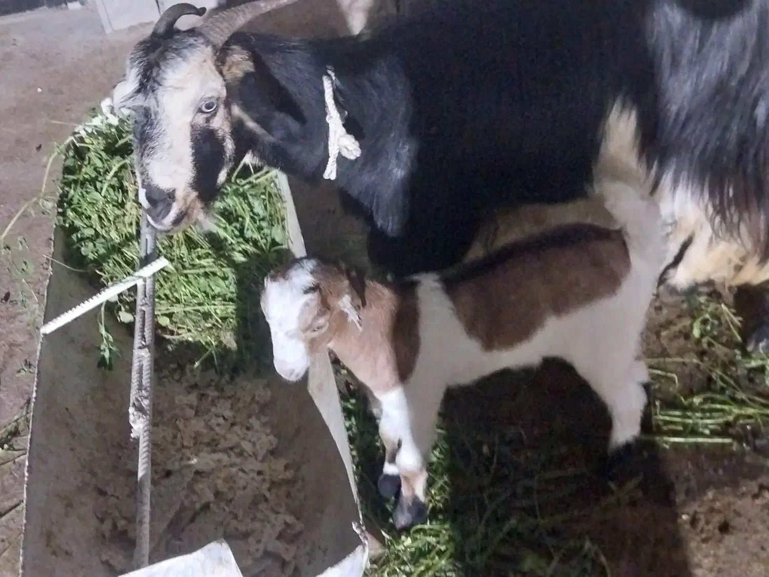 فروش حیوان|حیوانات مزرعه|کازرون, |دیوار