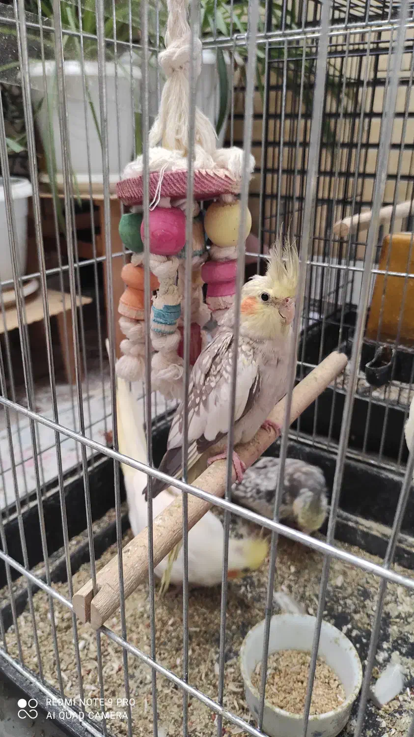 عروس هلندی|پرنده|قم, نخودی|دیوار