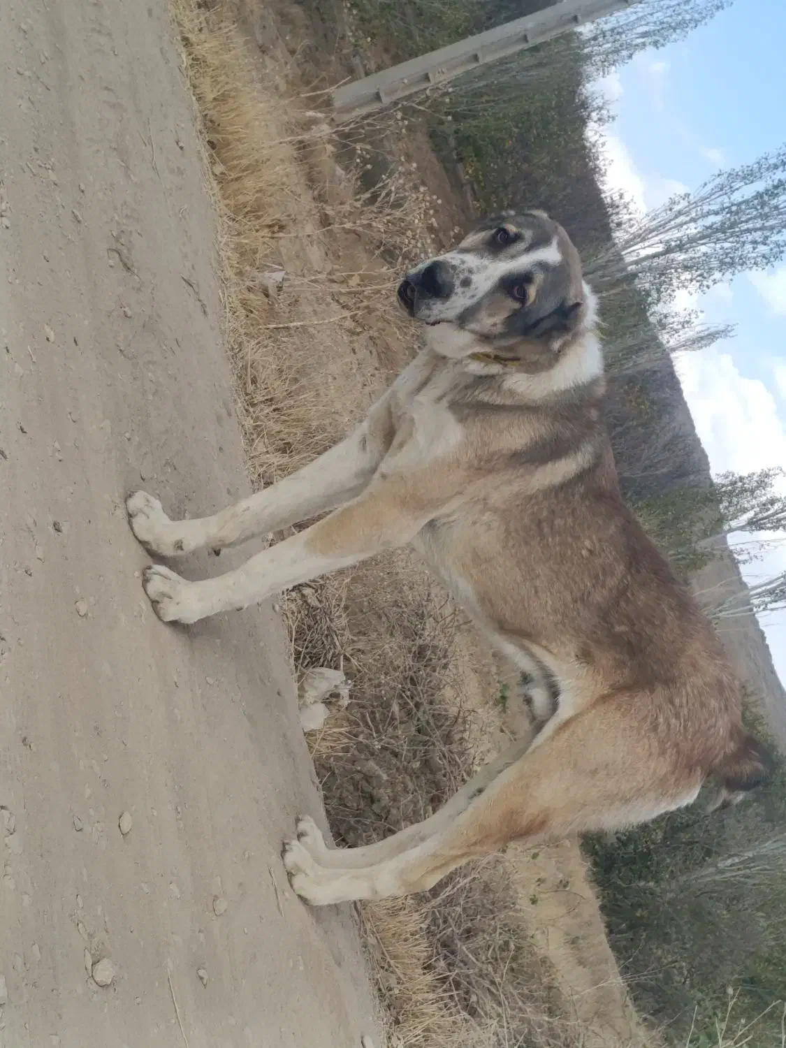 آلابایی|سگ|ابهر, |دیوار
