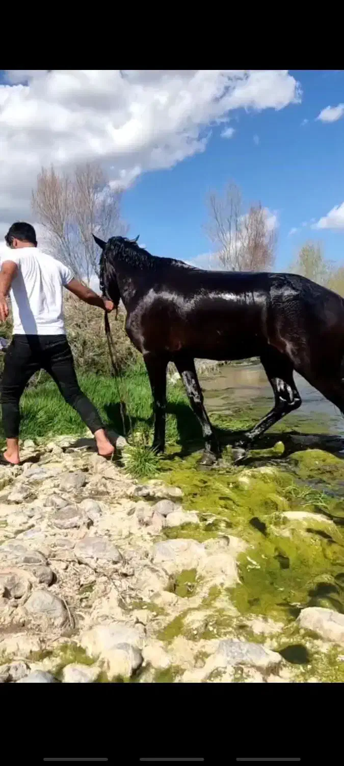 اسب نر|اسب و تجهیزات اسبسواری|مشگین شهر, |دیوار