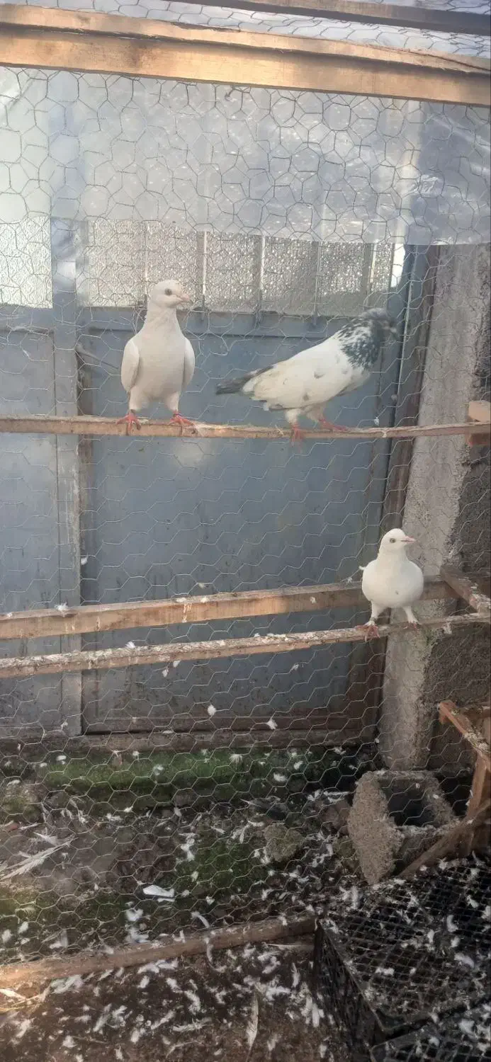 کبوتر پرشی|پرنده|فومن, |دیوار