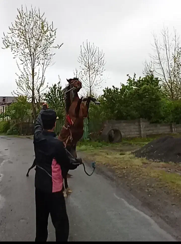 اسب خزر بازی گوش|حیوانات مزرعه|کومله, |دیوار
