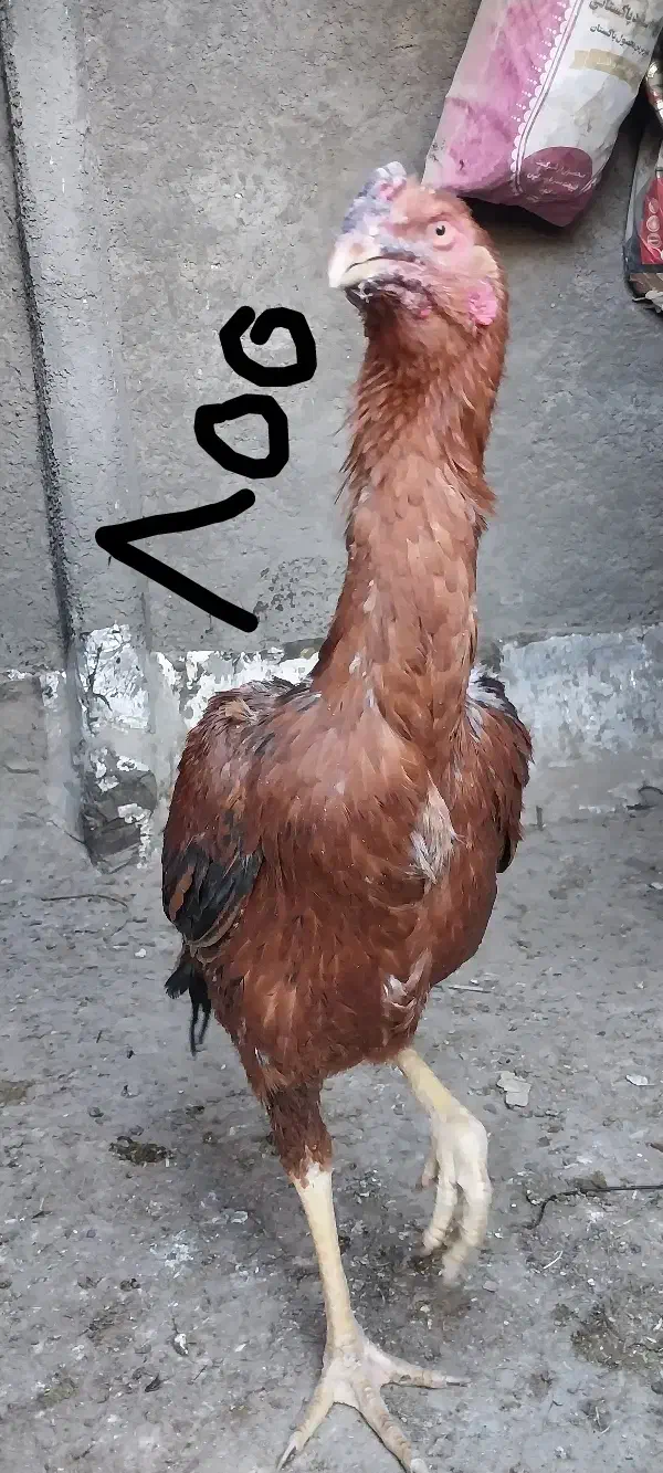 خروس|پرنده|تربت جام, بوستان وحدت|دیوار