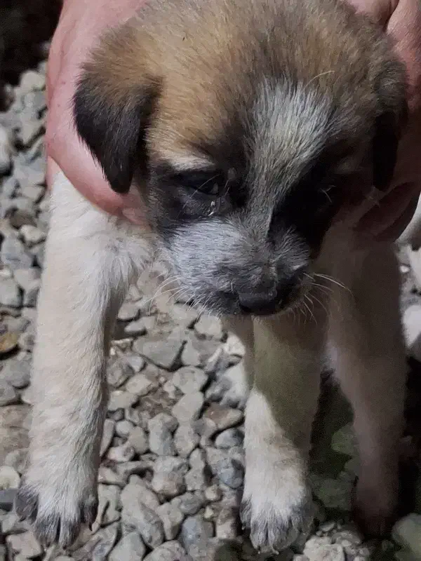 واگذاری نگهبان|سگ|گرگان, |دیوار