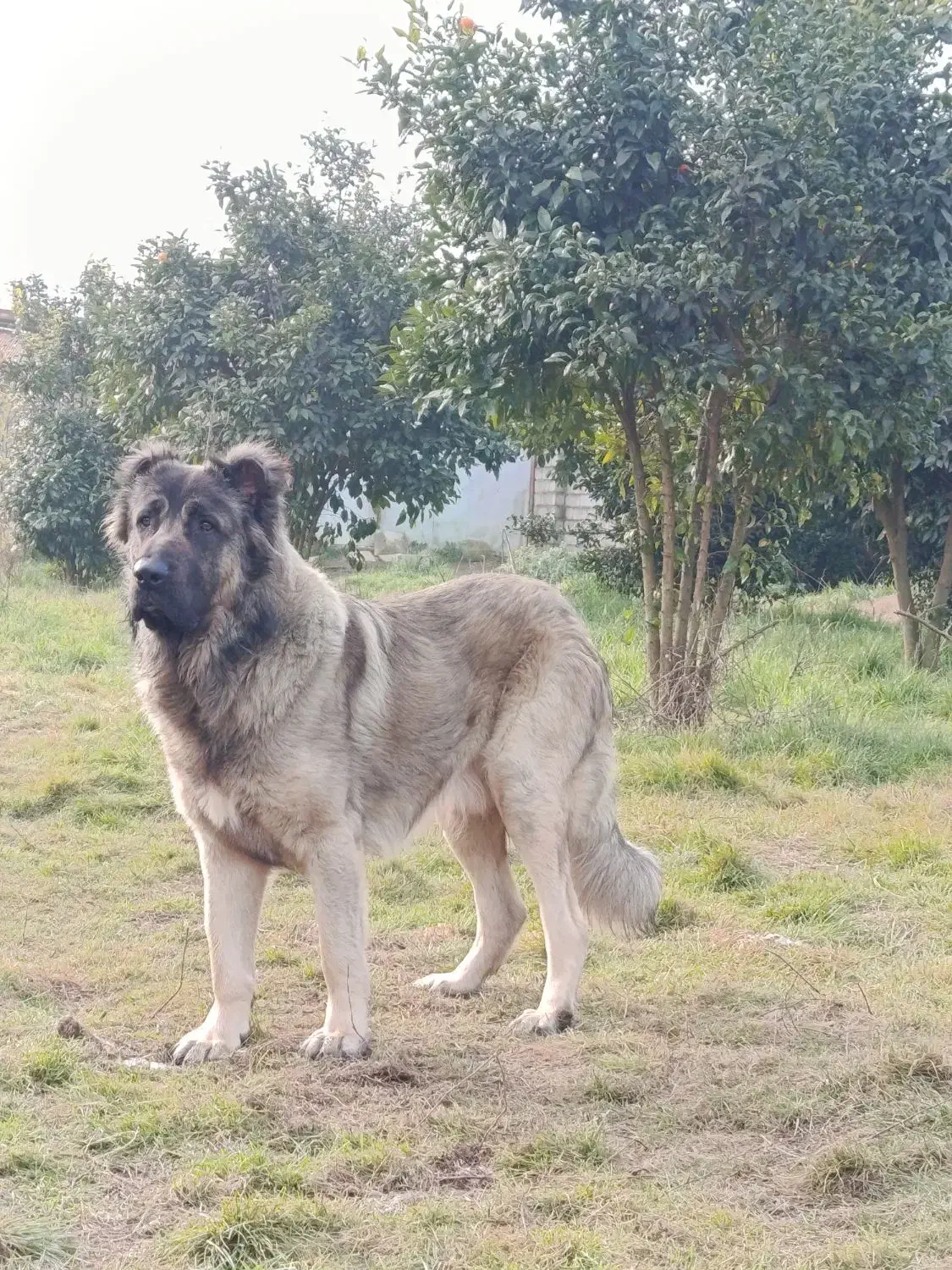 سرابی|سگ|شلمان, |دیوار