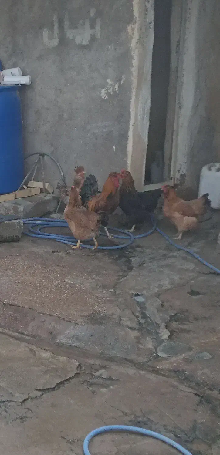 مرغ۴|حیوانات مزرعه|گتوند, |دیوار