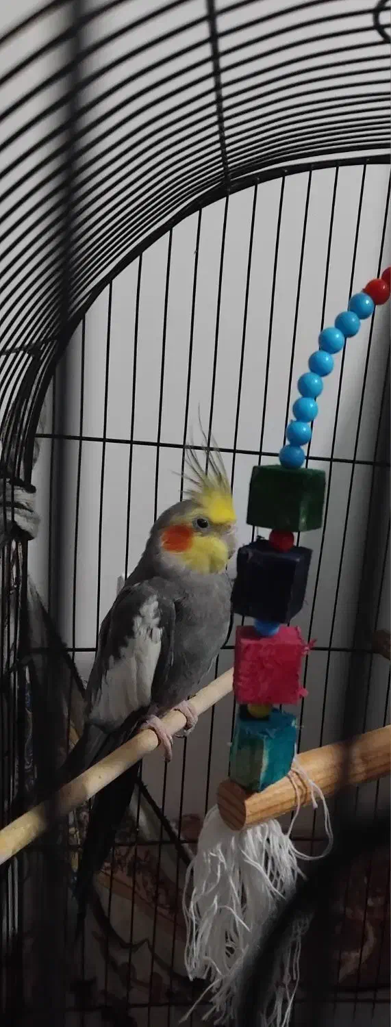 عروس هلندی نر سخنگو|پرنده|لاهیجان, لیالستان|دیوار