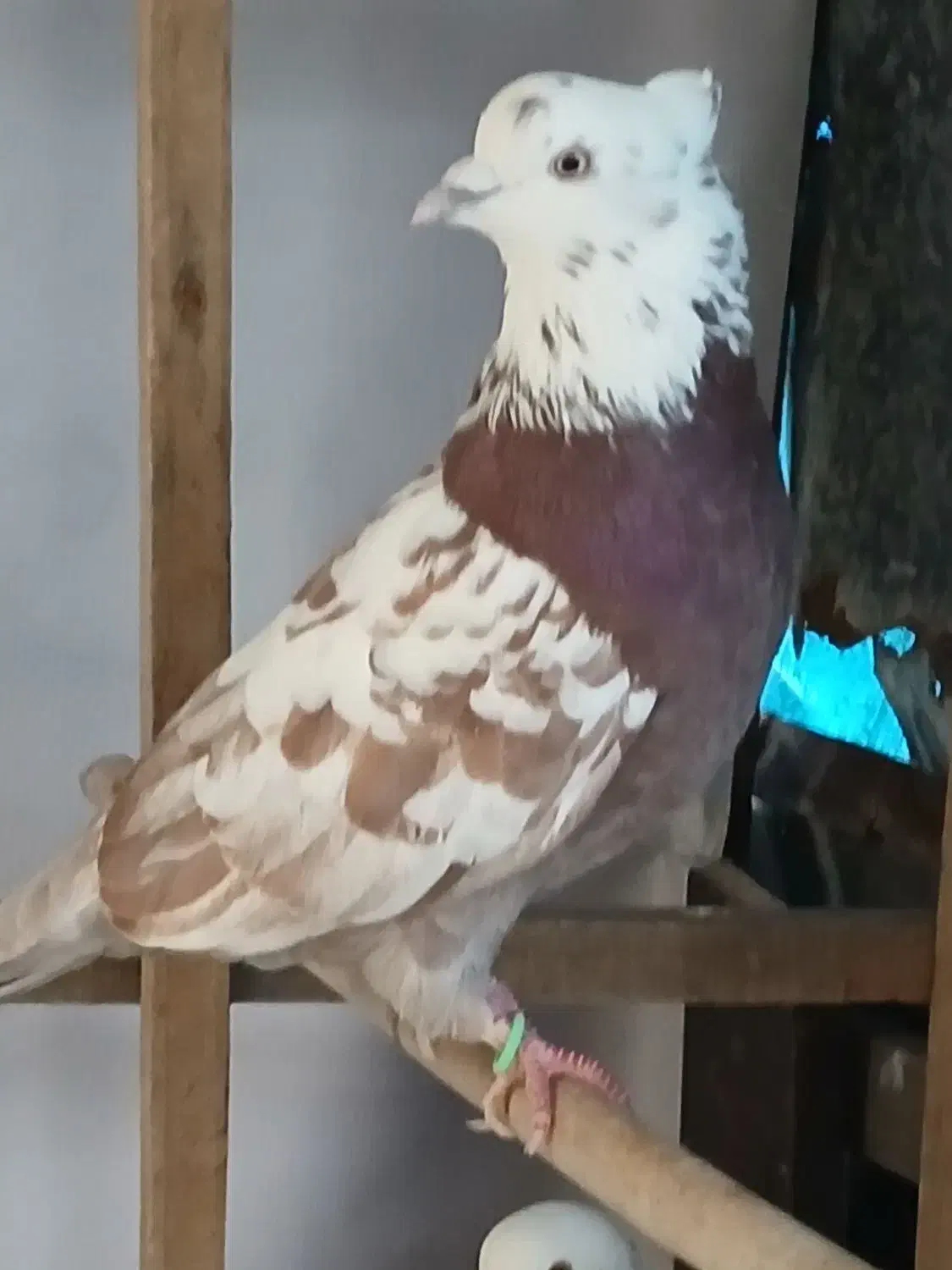 کبوتر نر|پرنده|شفت, |دیوار