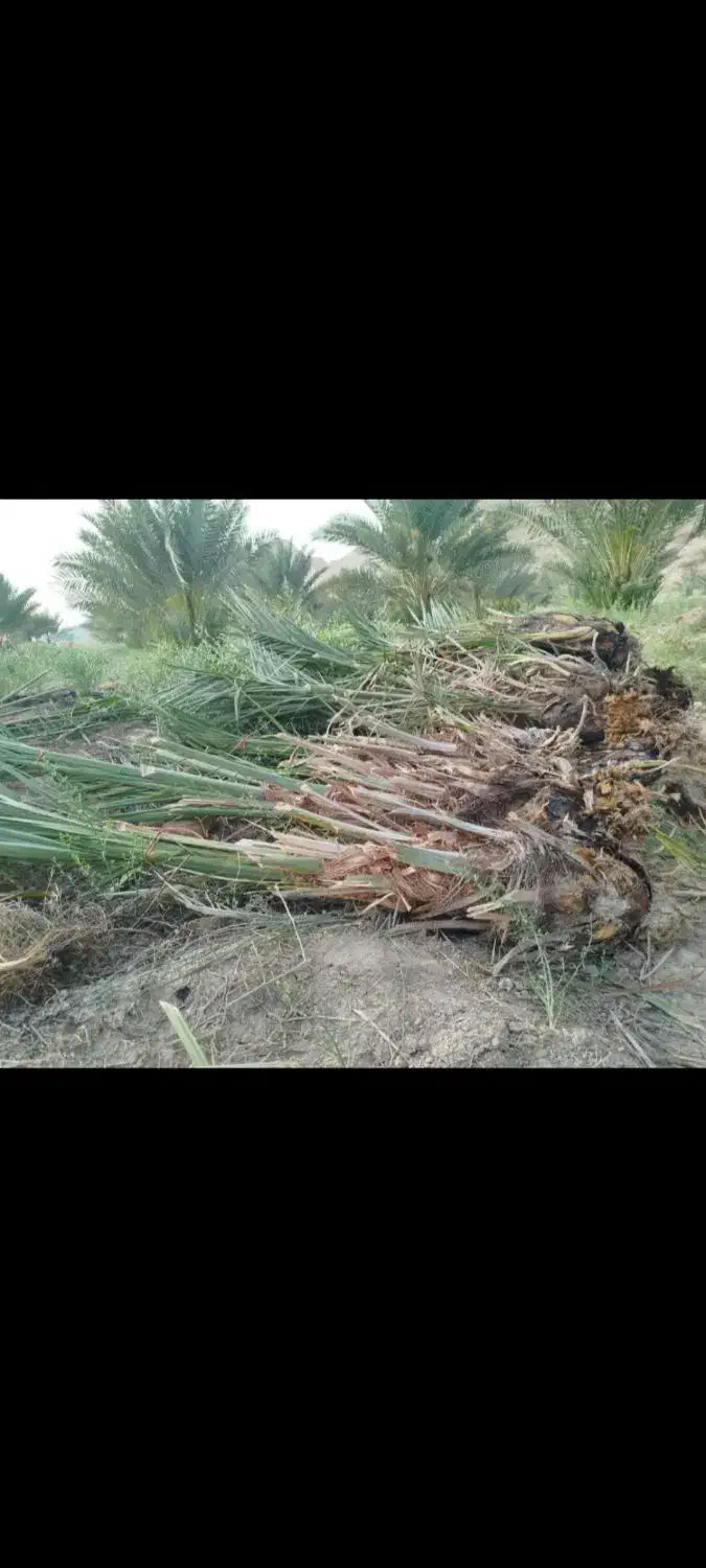 فروش انواع پاچوش نخل|خدمات باغبانی و درختکاری|لار, |دیوار