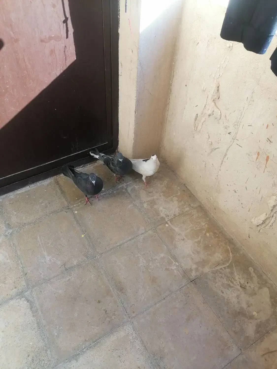 کفتر پلاکی|پرنده|نورآباد ممسنی, |دیوار