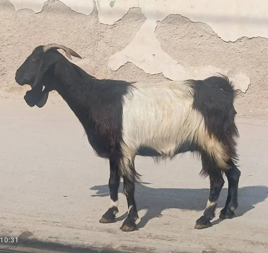 بز حامله و کهره نر|حیوانات مزرعه|برازجان, |دیوار