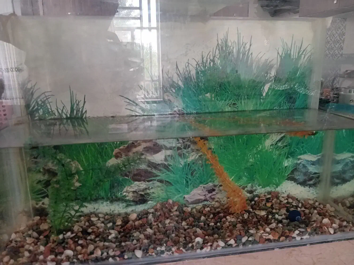 آکواریوم دست سازقیمت ۱میلیون|ماهی|آباده, |دیوار